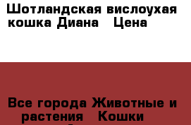 Шотландская вислоухая кошка Диана › Цена ­ 15 000 - Все города Животные и растения » Кошки   . Адыгея респ.